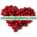 Importted Cranberry fruit100% Pure Cranberry Extract powder